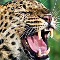 slides/IMG_4193.jpg wildlife, feline, big cat, cat, predator, fur, spot, amur, siberian, leopard, eye, mouth, fang, whisker, tongue, warning WBCW73 - Amur Leopard